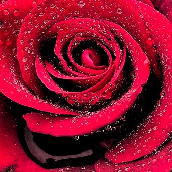 Roos, Dol Zijn Op, Rood, Bloem, Rozen