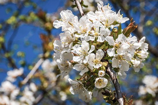 Kirschblüte, Blumen, Feder, Weiße Blumen