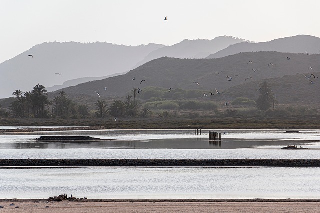 Lago Salado, Aves, Montañas, Gaviotas