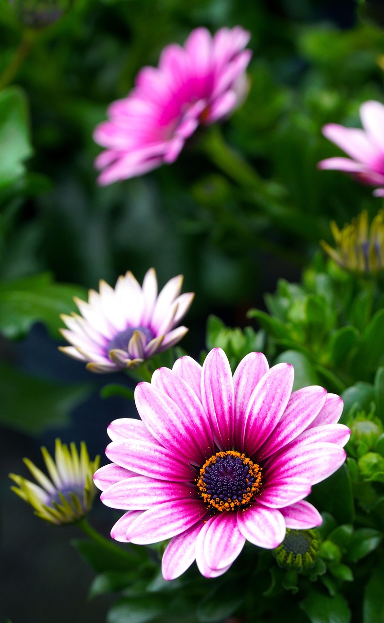 アフリカ デイジー 花 植物 Pixabayの無料写真