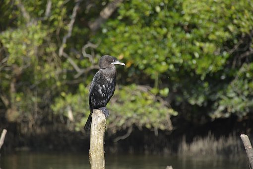 Free Cormorant Bird photo and picture