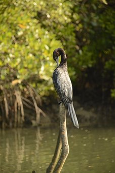 Free Cormorant Bird photo and picture