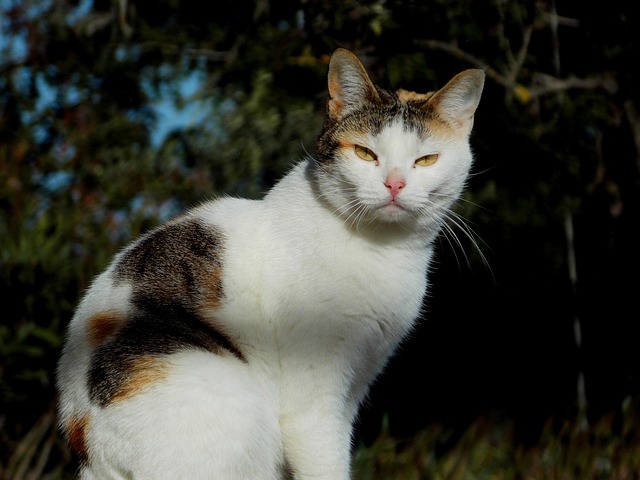 猫 肖像 猫科动物 - Pixabay上的免费照片 - Pixabay