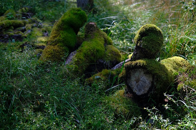 Free Forest Morning photo and picture