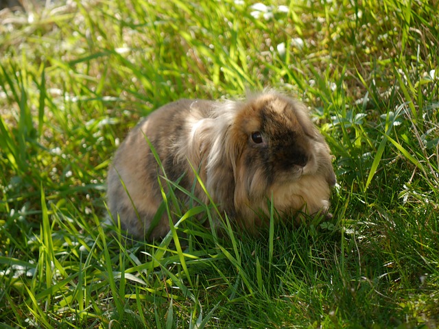 Free Rabbit Nature photo and picture