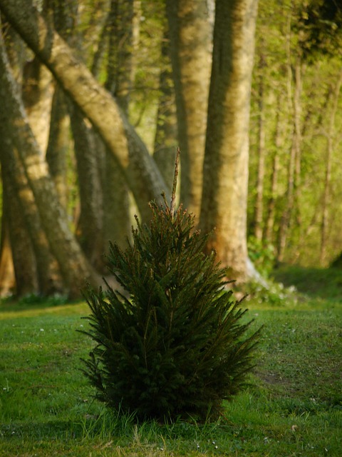 Free Moirans Parc photo and picture