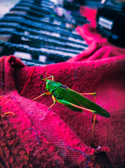 사마귀, Grasshoper, 곤충, 메뚜기, 초록, 만토데아, 자연