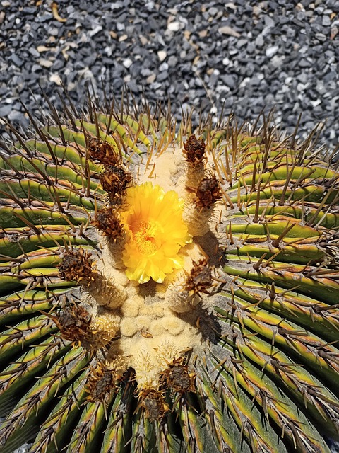Free Barrel Cactus Cactus photo and picture