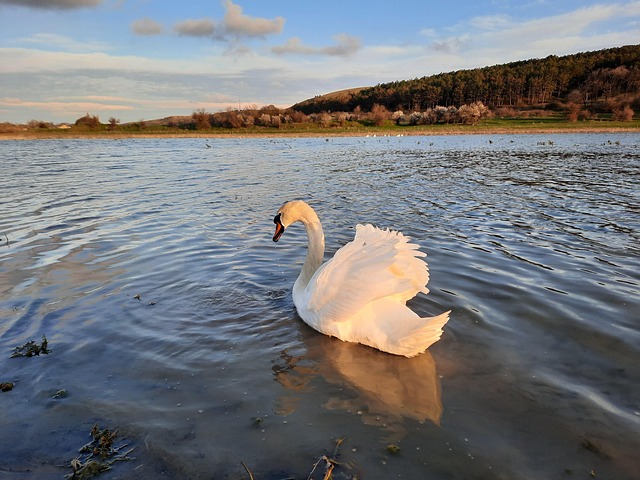 Free Dawn Swan photo and picture
