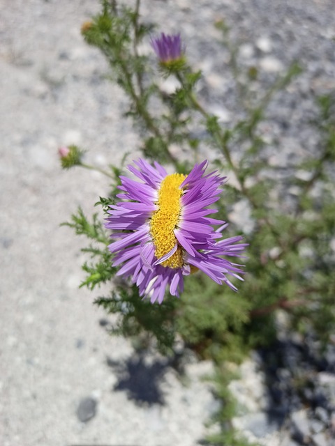 Free Wild Flower Only photo and picture