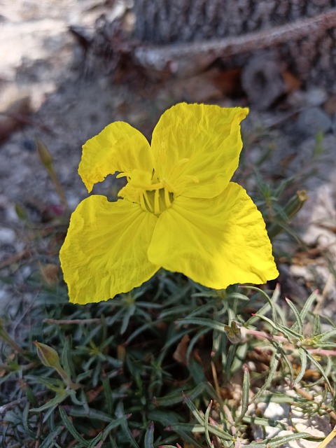Free Flower Wild photo and picture