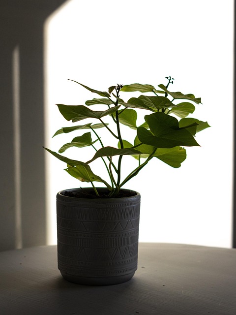 Abstract, Planta, Minimalismo, Luz, Sol