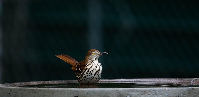 Free Brown Thrasher Bird photo and picture