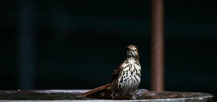 Free Brown Thrasher Bird photo and picture