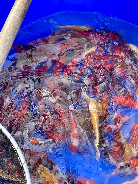 Free Koi Kois photo and picture