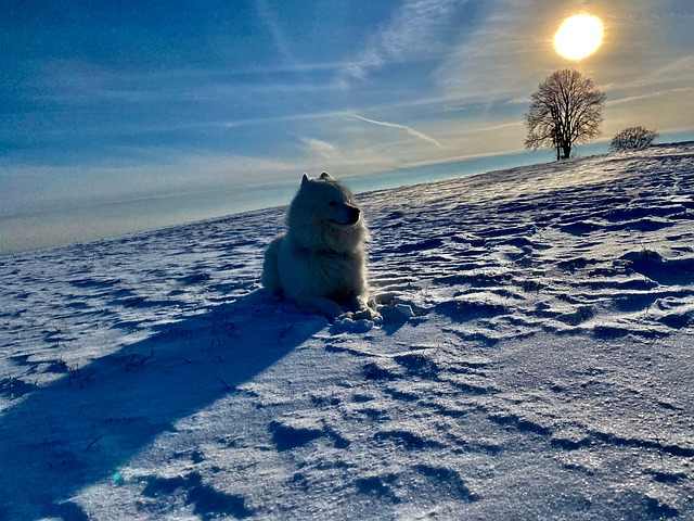 Free Dog Samoyed photo and picture