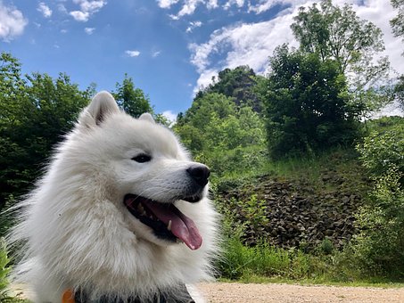 50以上の無料サモエド 犬画像