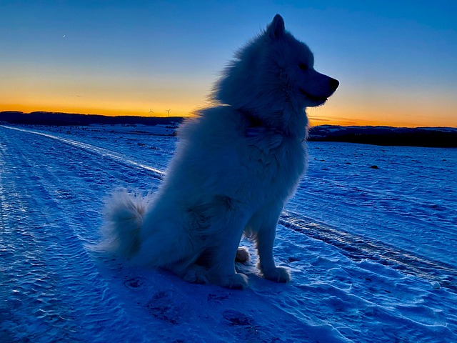 Free Tag Dog Samoyed photo and picture