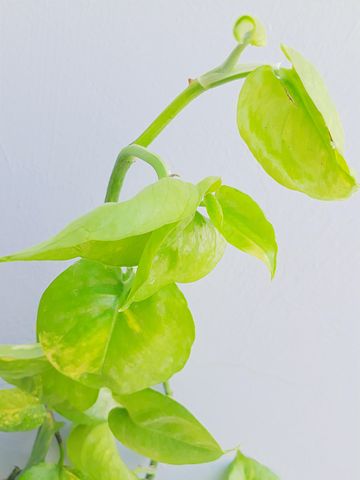 2以上の無料ポトス 人気の観葉植物ゴールデンポトス画像