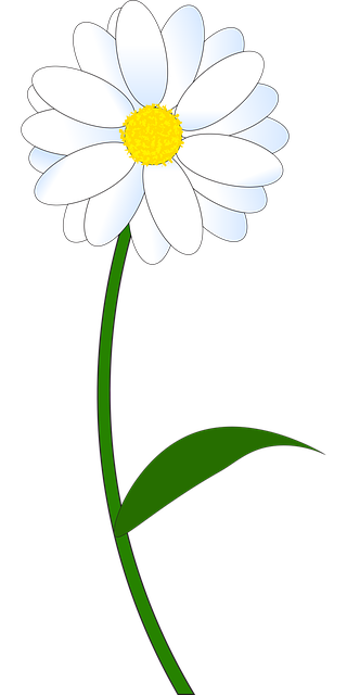 Margarita, Flor, Blanco, Bloom