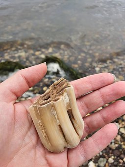 Free Bones Tooth photo and picture