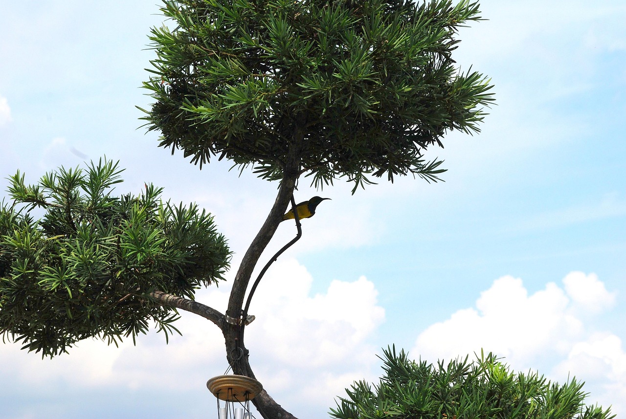 花园 树 鸟 - Pixabay上的免费照片 - Pixabay