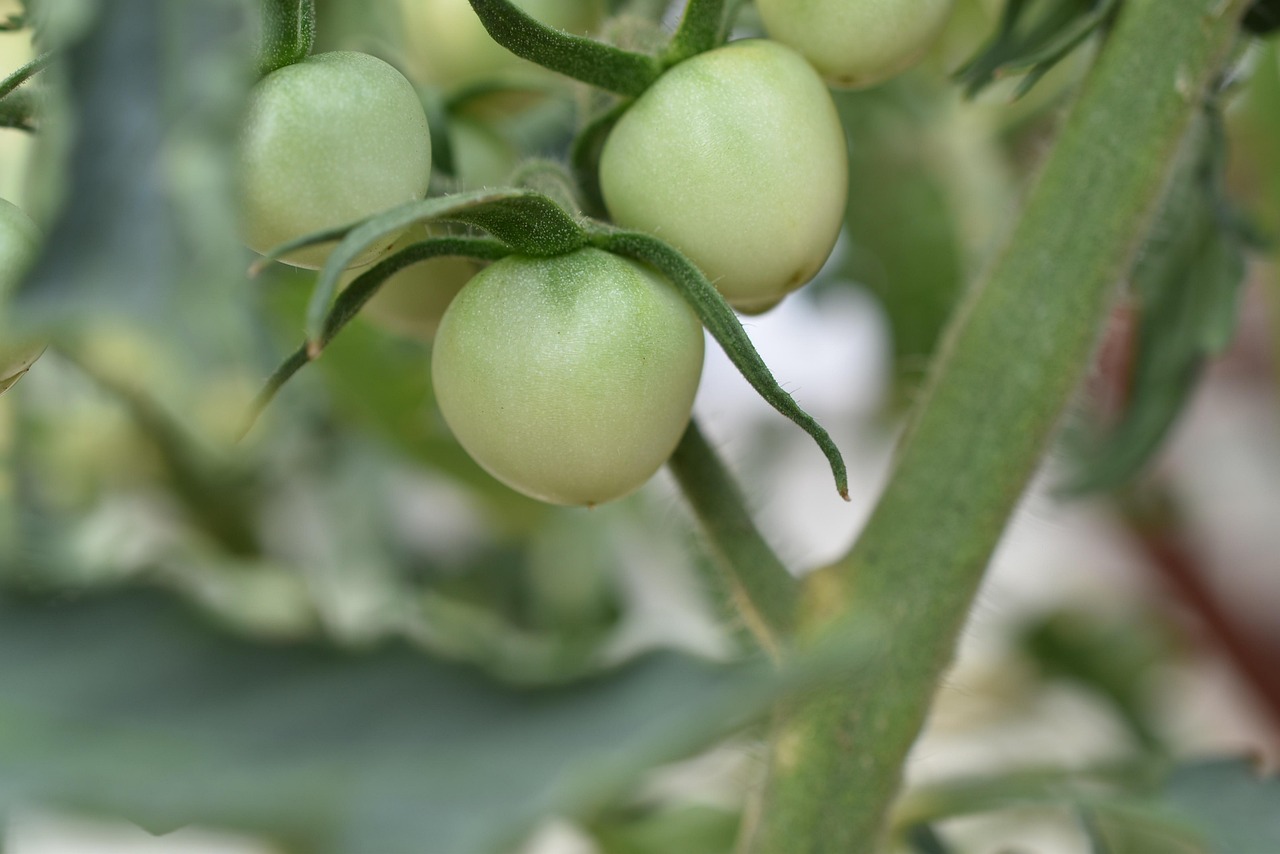 Tomato Fruits Plant Free photo on Pixabay Pixabay