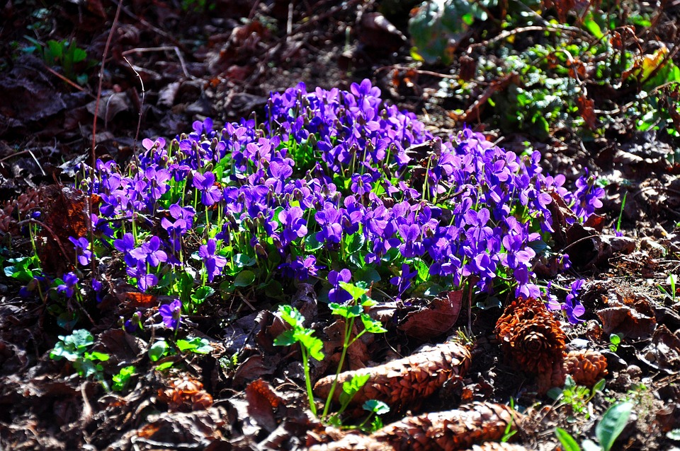 Free Spring Images Violets Violets Flowers Plants Purple - Free photo on Pixabay - Pixabay