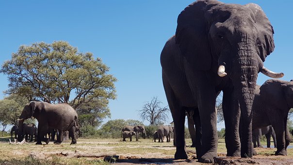 Free Elephant Elephants photo and picture