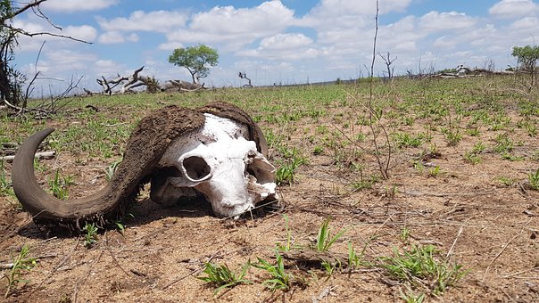 Free Skull Buffalo photo and picture