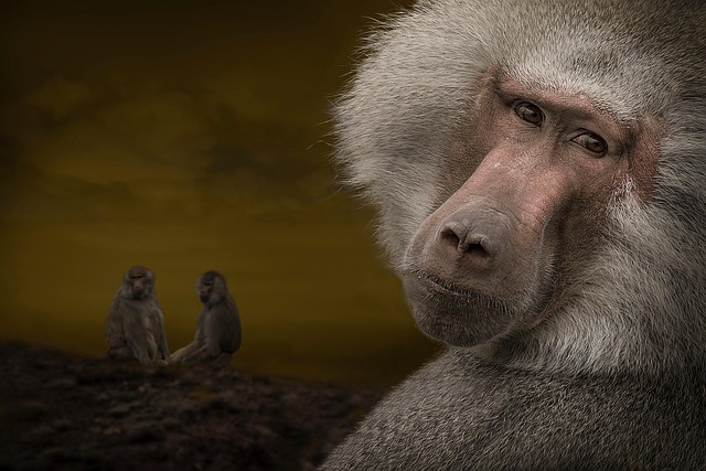 狒狒 野生 动物 - Pixabay上的免费照片 - Pixabay