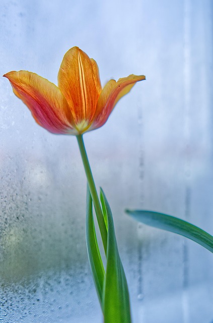 Tulpe, Blume, Fenster, Pflanze