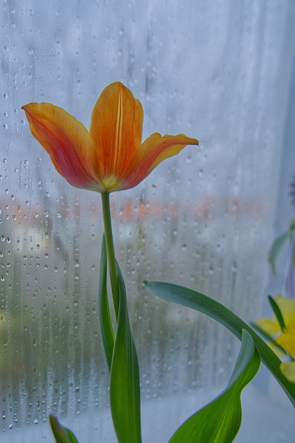 Tulpe, Blume, Fenster, Pflanze