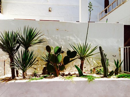 Kaktus, Marokko, Plante