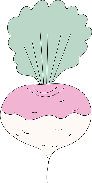 Free turnip healthy fresh illustration