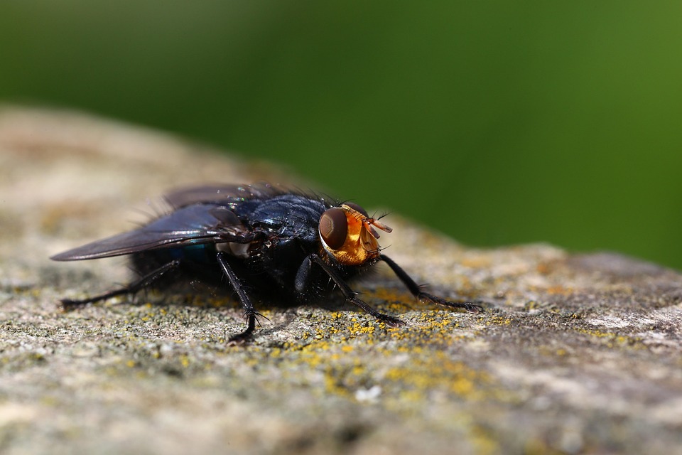 Fly Insect Rock - Free photo on Pixabay - Pixabay