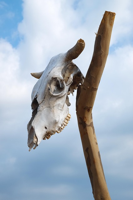 Skull, Tier, Sign, Symbol, Ritual