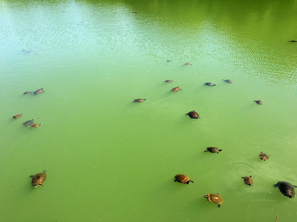 Turtles Water Centralpark - Free photo on Pixabay - Pixabay