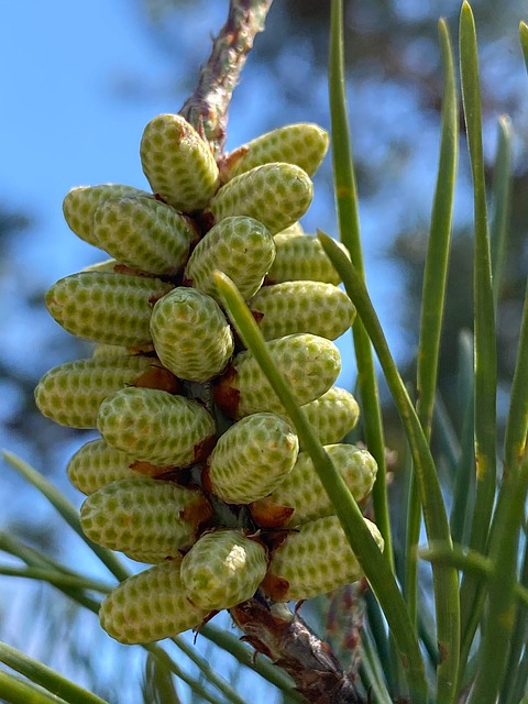 Piñas Rama Agujas Sale - Foto gratis en Pixabay - Pixabay