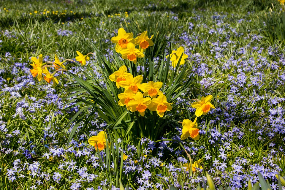 Spring Dafadils Spring Flower Daffodils - Free photo on Pixabay