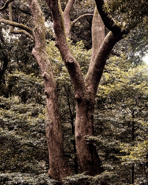 Free Tokyo Japan photo and picture