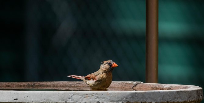 Free Cardinal Bird Bath photo and picture