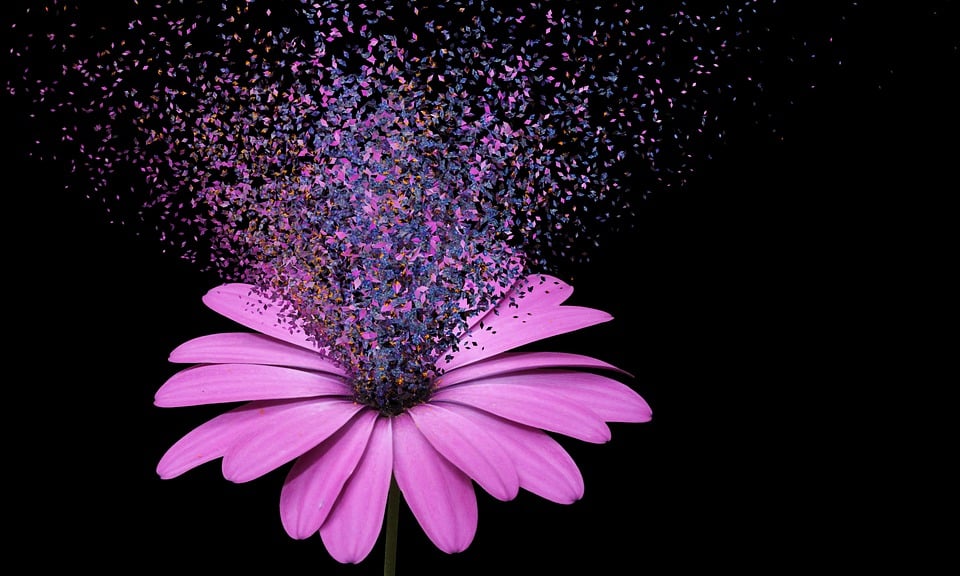 Dispersion Flower Effect Free image on Pixabay