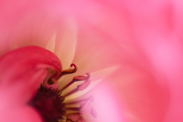 Free Flower Plant photo and picture