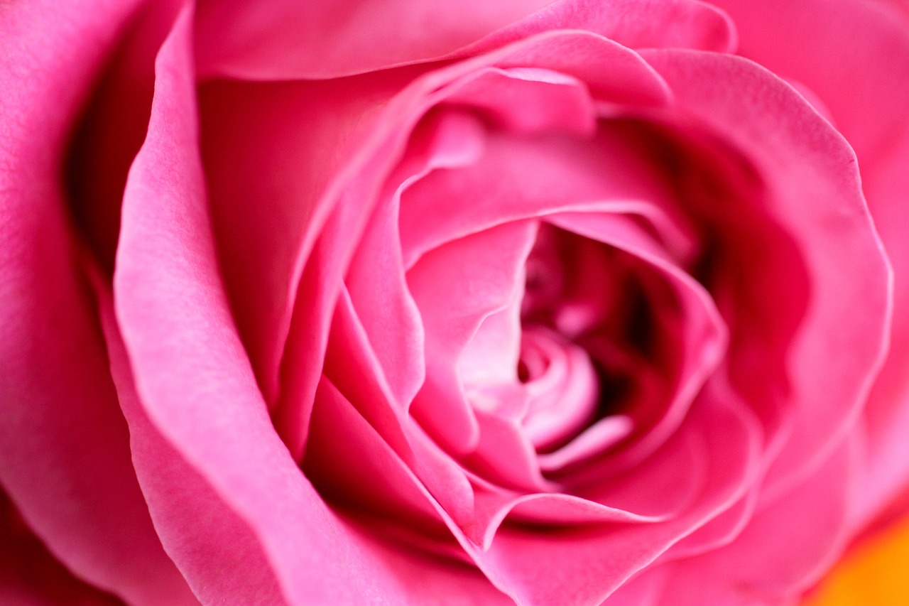 Rose Macro Photography - Free photo on Pixabay - Pixabay
