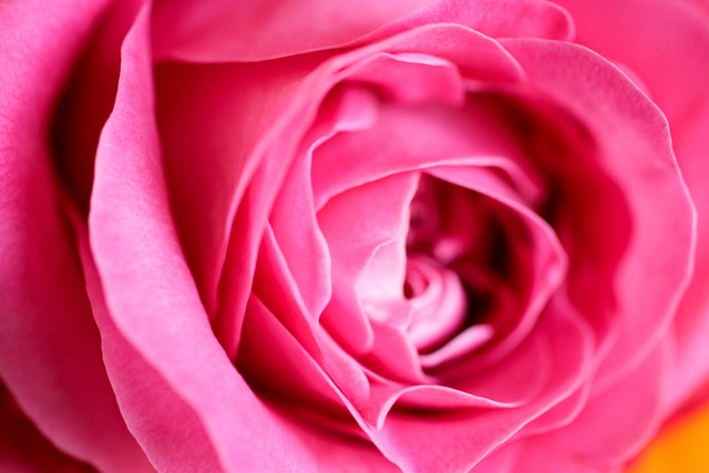 Free Rose Macro Photography photo and picture