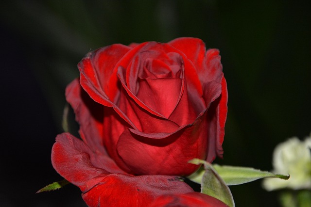 Roos, Bloem, Plantaardige, Rode Roos