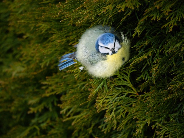 Free Blue Tit Bird photo and picture