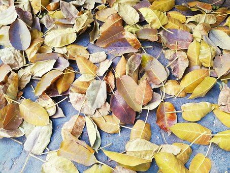 Free Autumn Yellow photo and picture