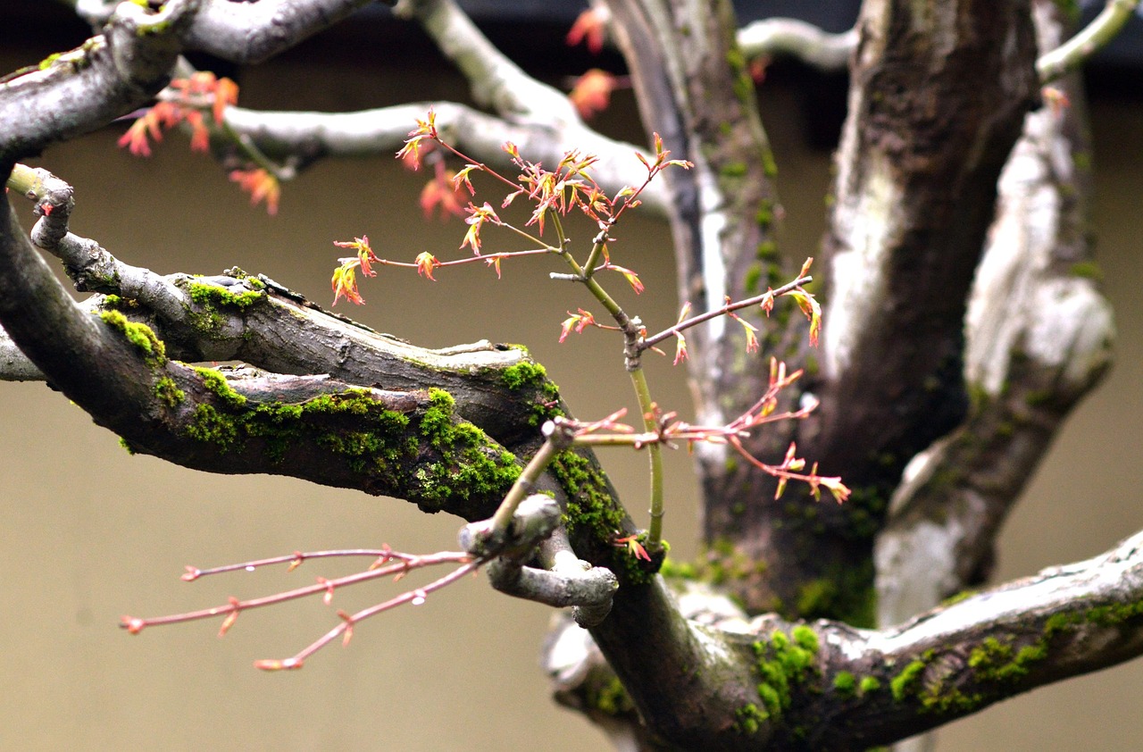 树 枝 日本 - Pixabay上的免费照片 - Pixabay